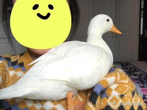 鸭子国产视频,鸭子的趣味生活大揭秘