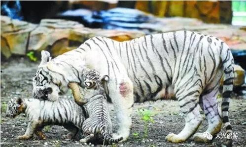 国产白虎一区,探寻东方武侠的传奇魅力 第1张 国产白虎一区,探寻东方武侠的传奇魅力 第1张